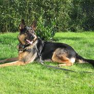Schæferhund Baluk R.I.P