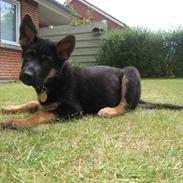 Schæferhund Baluk R.I.P