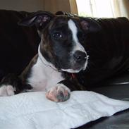 Amerikansk staffordshire terrier shiki