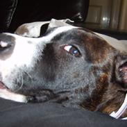 Amerikansk staffordshire terrier shiki