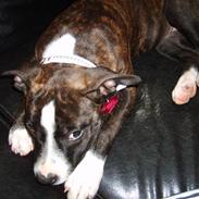 Amerikansk staffordshire terrier shiki