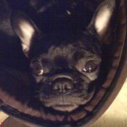 Fransk bulldog Bacardi