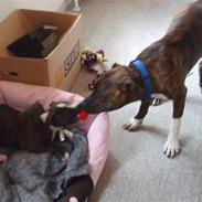 Amerikansk staffordshire terrier shiki