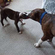 Amerikansk staffordshire terrier shiki