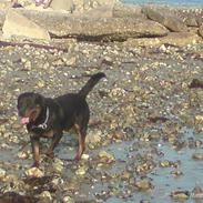 Rottweiler Vindelbo's Unikum