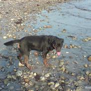 Rottweiler Vindelbo's Unikum