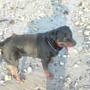 Rottweiler Vindelbo's Unikum