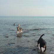 Rottweiler Vindelbo's Unikum