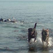 Rottweiler Vindelbo's Unikum