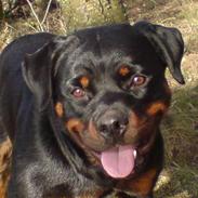 Rottweiler Aya