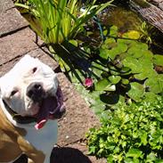 Amerikansk bulldog Frigga