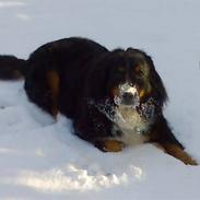 Berner sennenhund Dusse