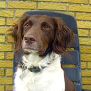 Kleiner münsterländer                   Katinka