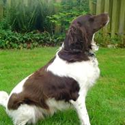 Kleiner münsterländer                   Katinka