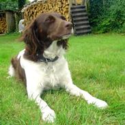 Kleiner münsterländer                   Katinka