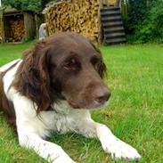 Kleiner münsterländer                   Katinka