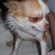 Chihuahua Zilver