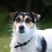 Jack russell terrier Soffi -