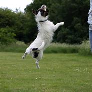 Jack russell terrier Soffi -