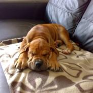 Mallorca Mastiff / Ca de Bou Alejo/Hector