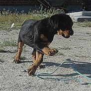 Rottweiler Tiba