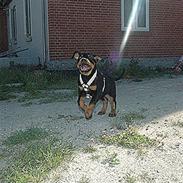 Rottweiler Tiba