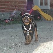 Rottweiler Tiba