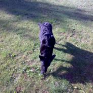 Blanding af racer Molly