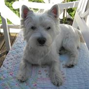 West highland white terrier Ludvig