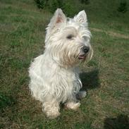 West highland white terrier Ludvig