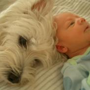 West highland white terrier Ludvig