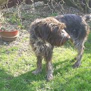 Ruhåret hønsehund Kila himmelhund