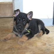 Schæferhund Baluk R.I.P