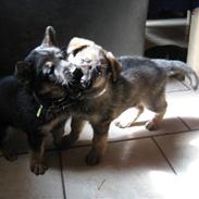 Schæferhund Baluk R.I.P