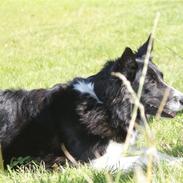 Border collie Bibbi :D 