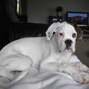 Boxer Laban