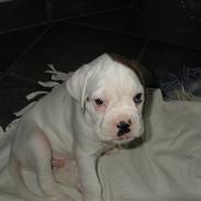 Boxer Laban