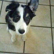 Border collie Holly