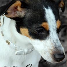 Dansk svensk gaardhund Laika Himmelhund