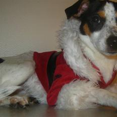 Dansk svensk gaardhund Laika Himmelhund