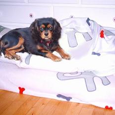 Cavalier king charles spaniel NANNA