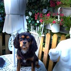 Cavalier king charles spaniel NANNA