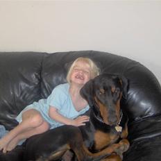 Dobermann Basse