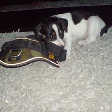 Dansk svensk gaardhund Frida von der pipakuk