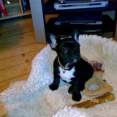 Fransk bulldog Ozzy