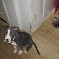 Amerikansk staffordshire terrier Malde