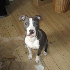 Amerikansk staffordshire terrier Malde