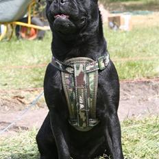 Blanding af racer Kenzo Mops/Puddel