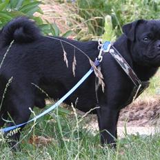 Blanding af racer Kenzo Mops/Puddel
