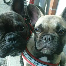 Fransk bulldog Tinga